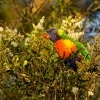 Lori mnohobarvy - Trichoglossus haematodus - Rainbow Lorikeet 2798